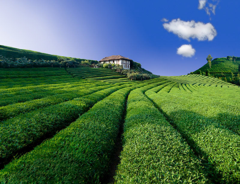 Rize Tea Gardens. Client: Doğadan