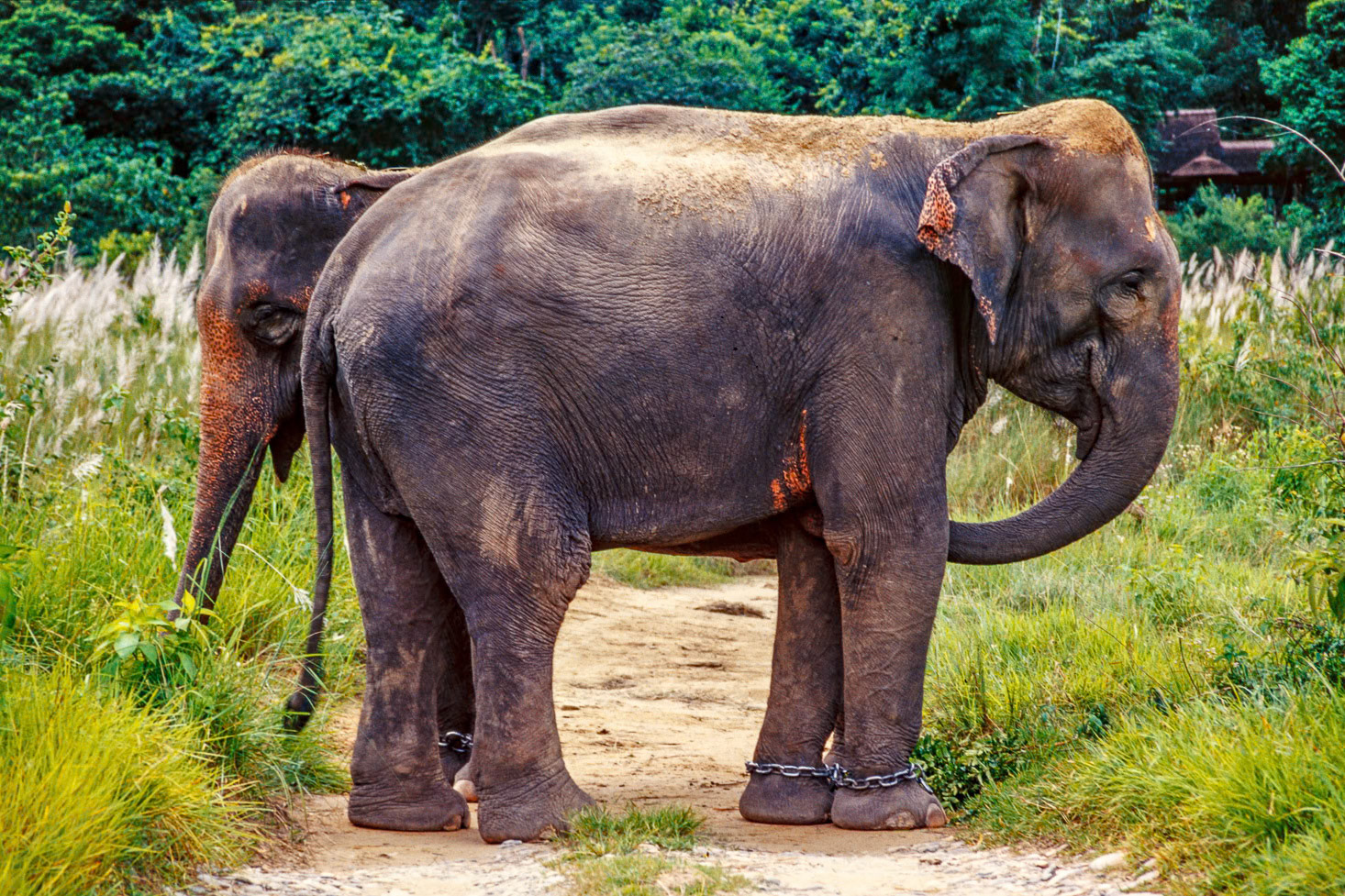 Chitwan National Park, Nepal