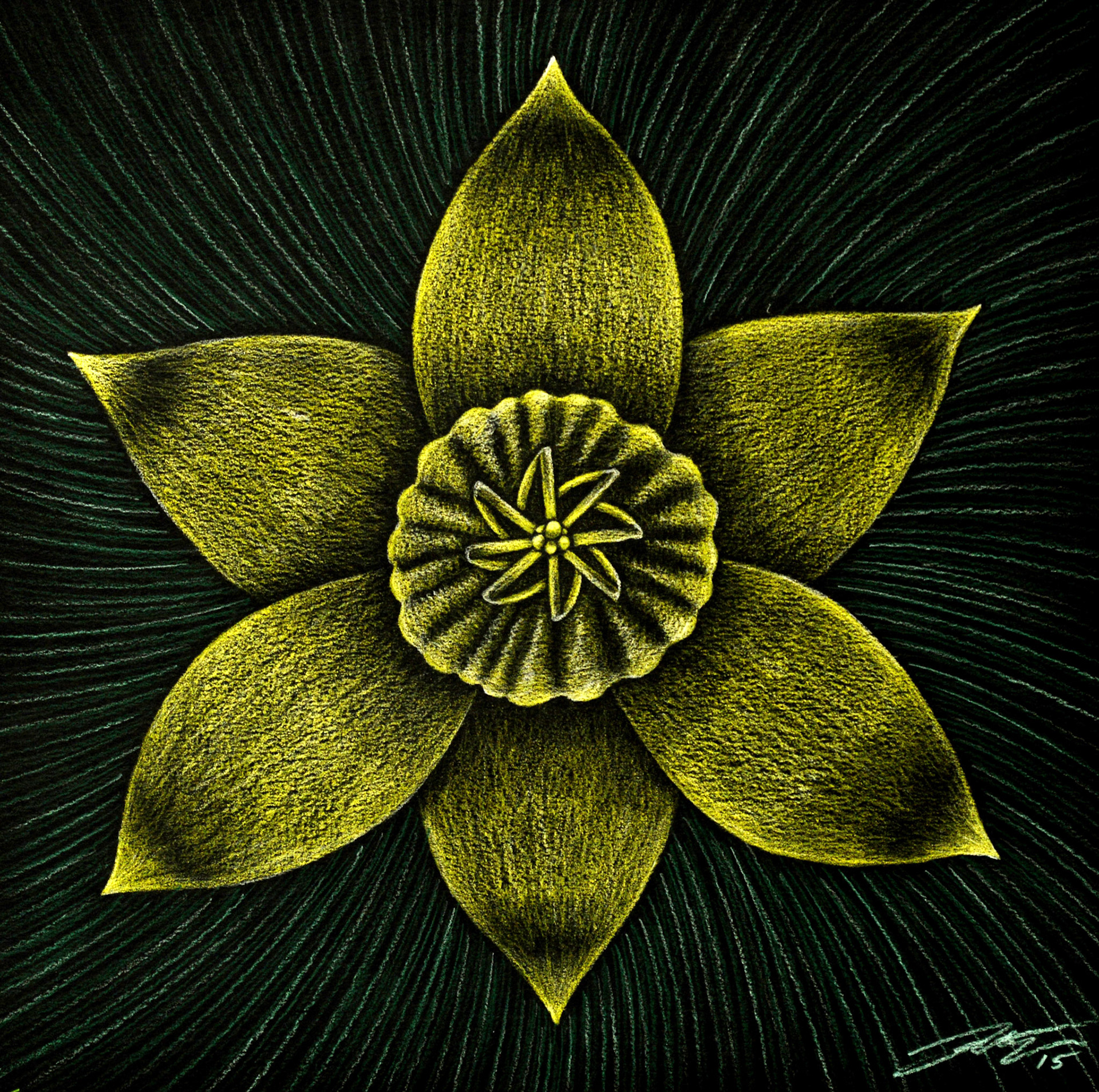 Daffodil, 13" x 13", Pencil Crayon on black Mayfair paper, 2015.