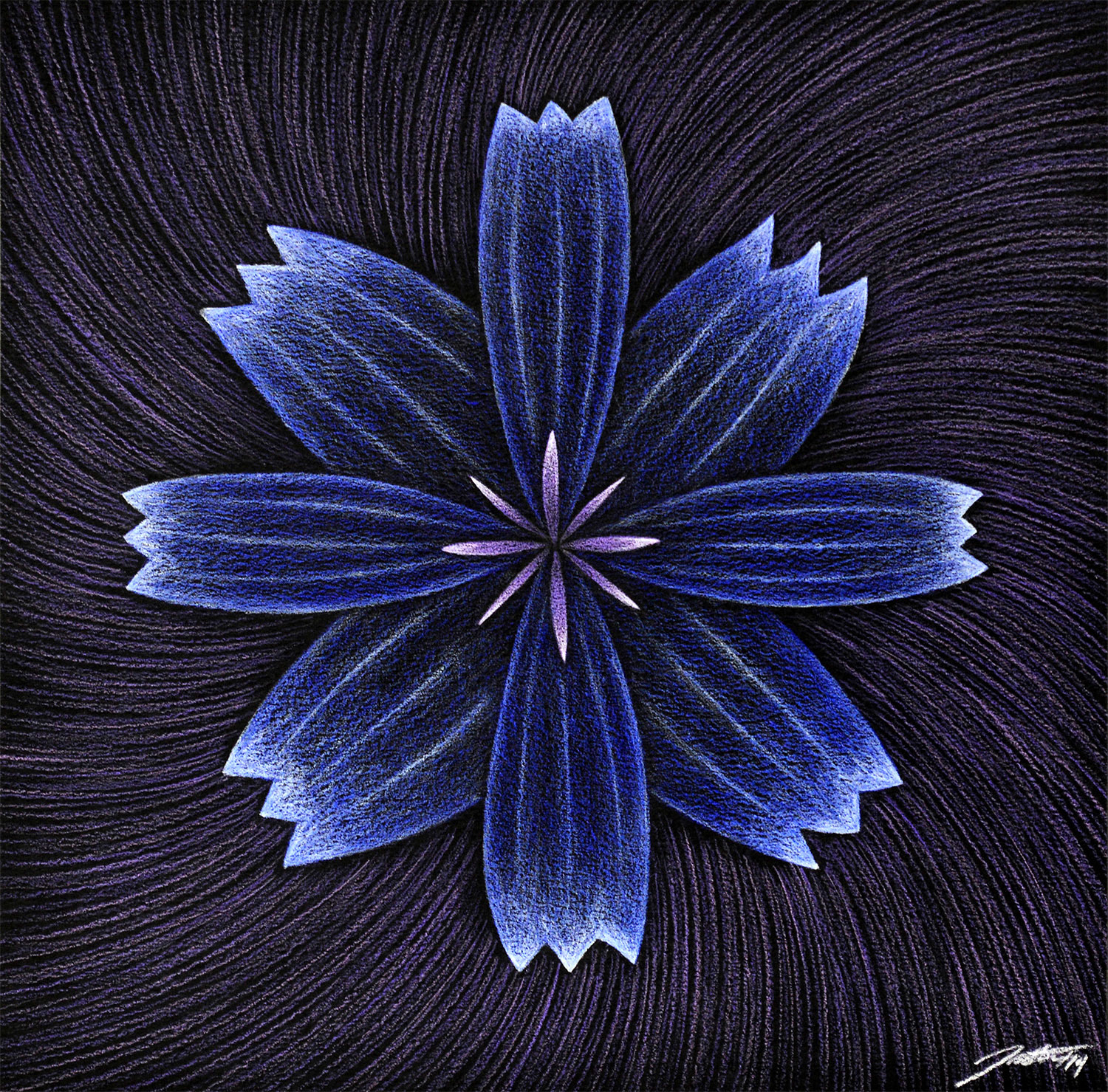 Blue Mountain Flower, 13" x 13", Pencil Crayon on black Mayfair paper, 2014.