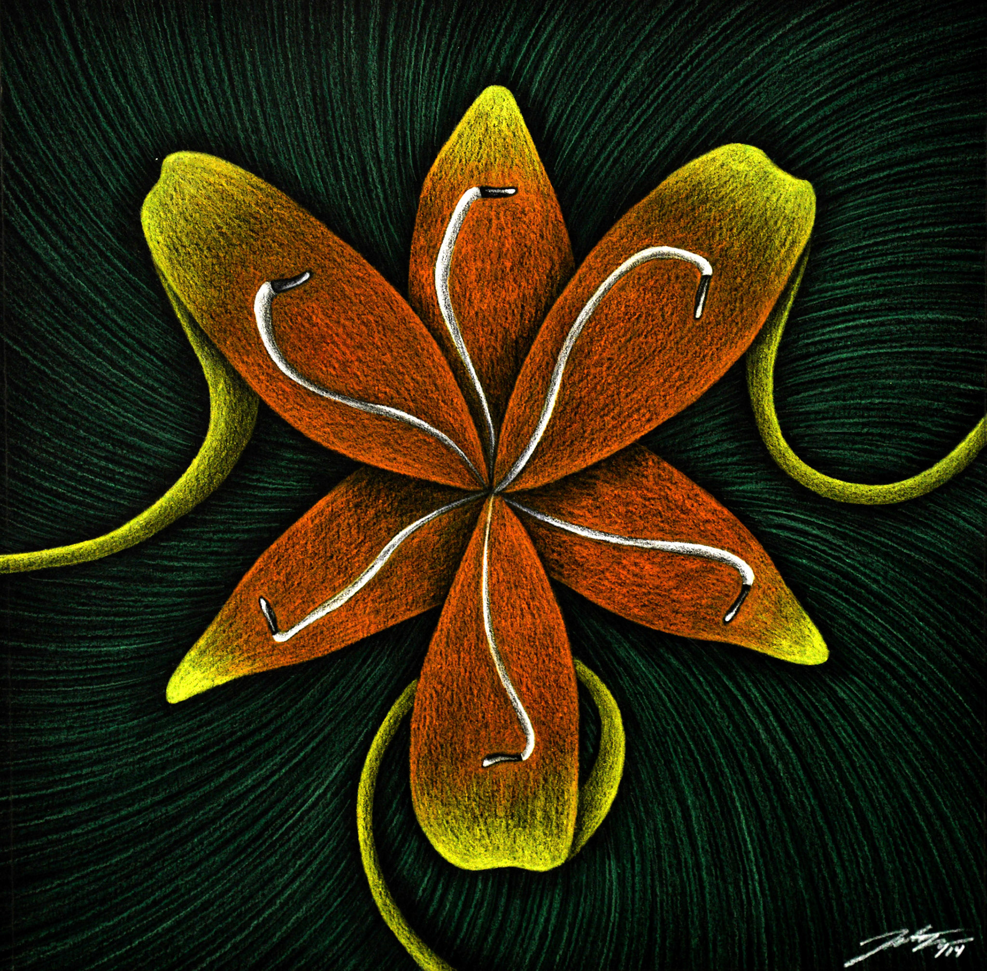 Tiger Lily, 13" x 13", Pencil Crayon on black Mayfair paper, 2014.