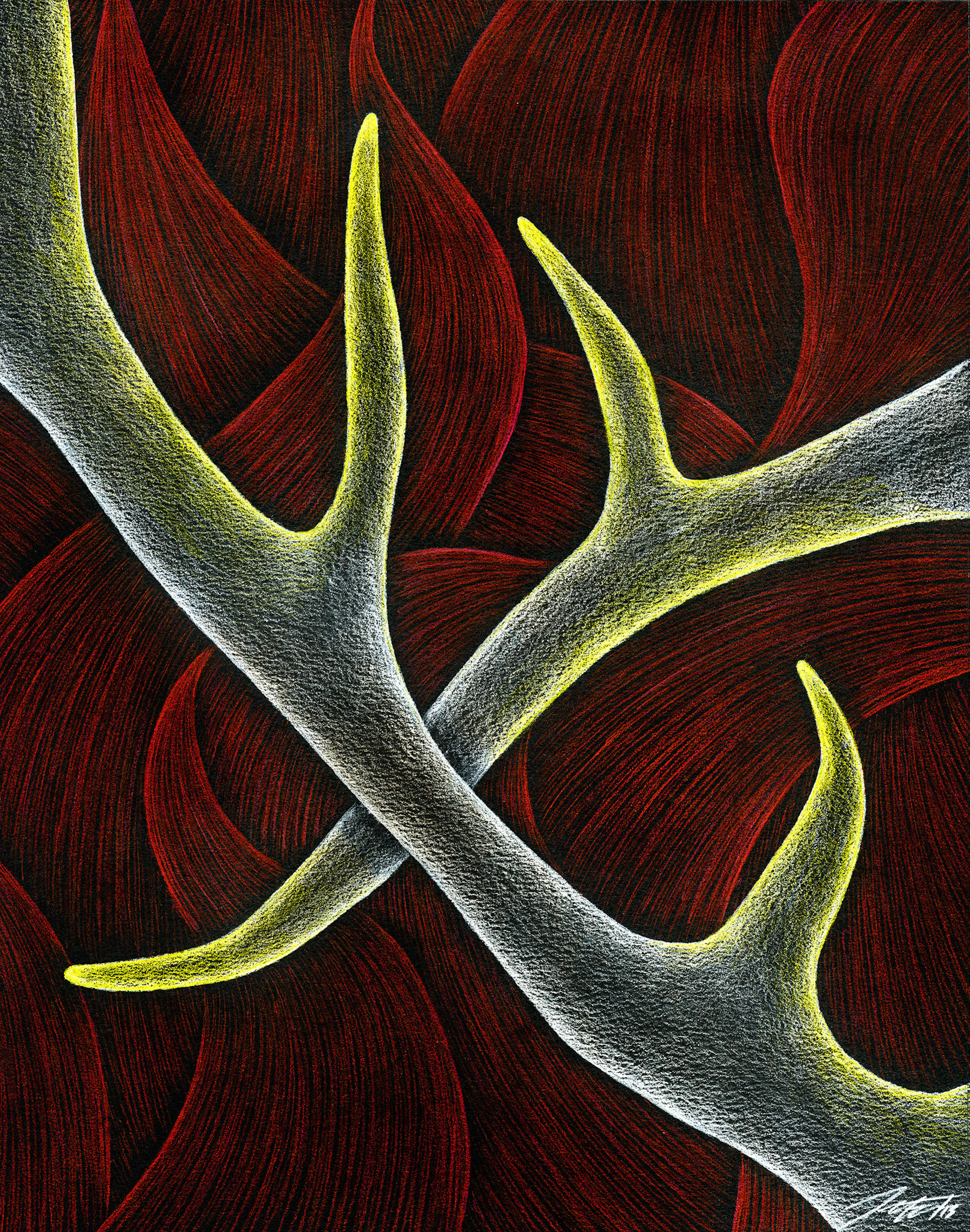 Summer Elk, 12" x 14.5", Pencil Crayon on black Mayfair paper, 2013.