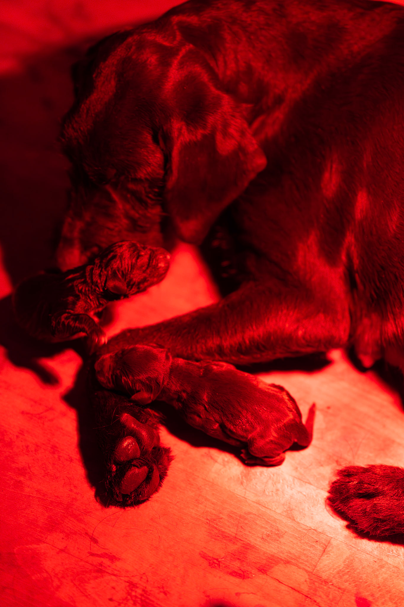 Geburt M-Wurf vom Zwinger Bärenkopf 07.03.2026