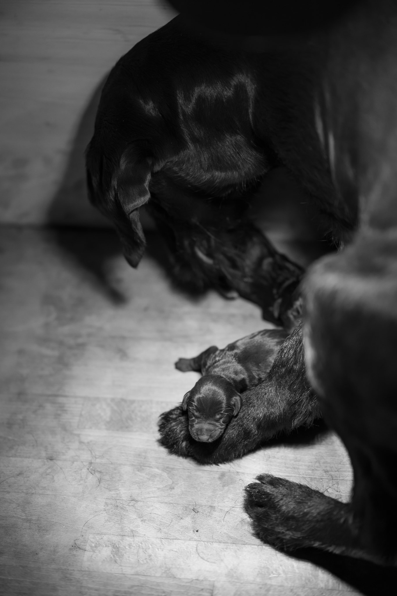 Geburt M-Wurf vom Zwinger Bärenkopf 07.03.2026