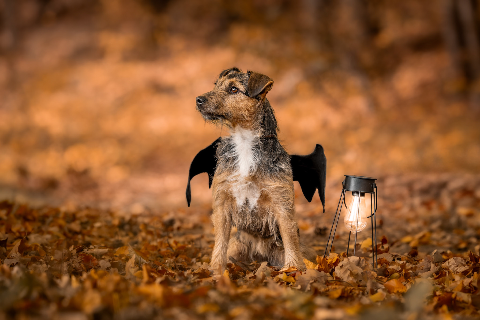 Herbst