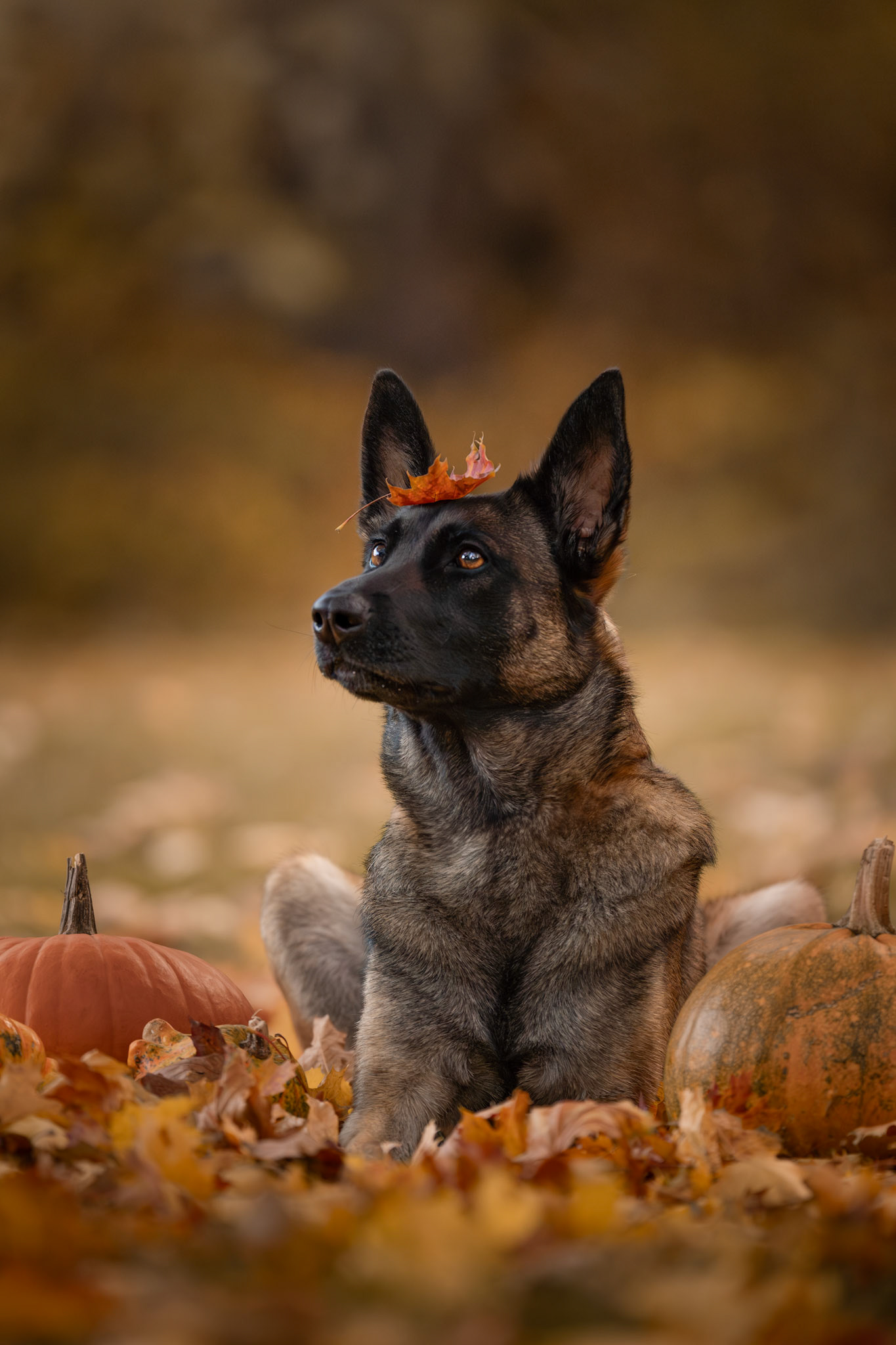 Herbst