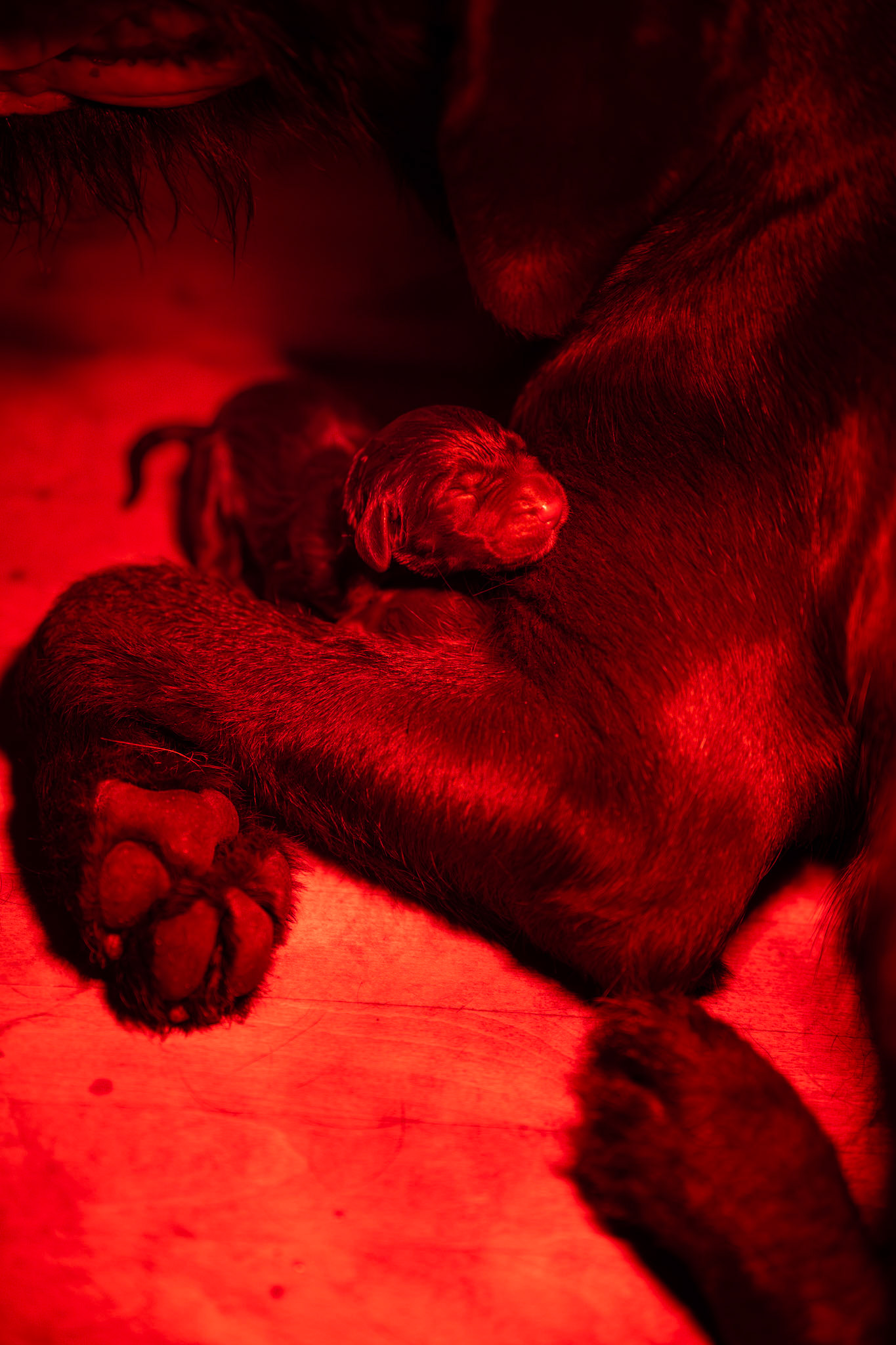 Geburt M-Wurf vom Zwinger Bärenkopf 07.03.2026