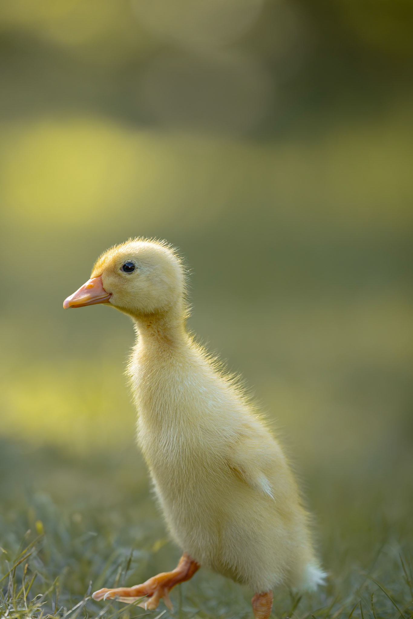 Frühling