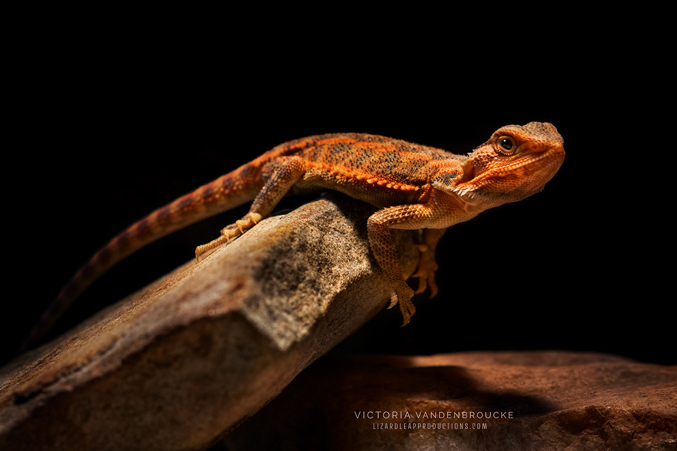 © Victoria Vandenbroucke, All Rights Reserved