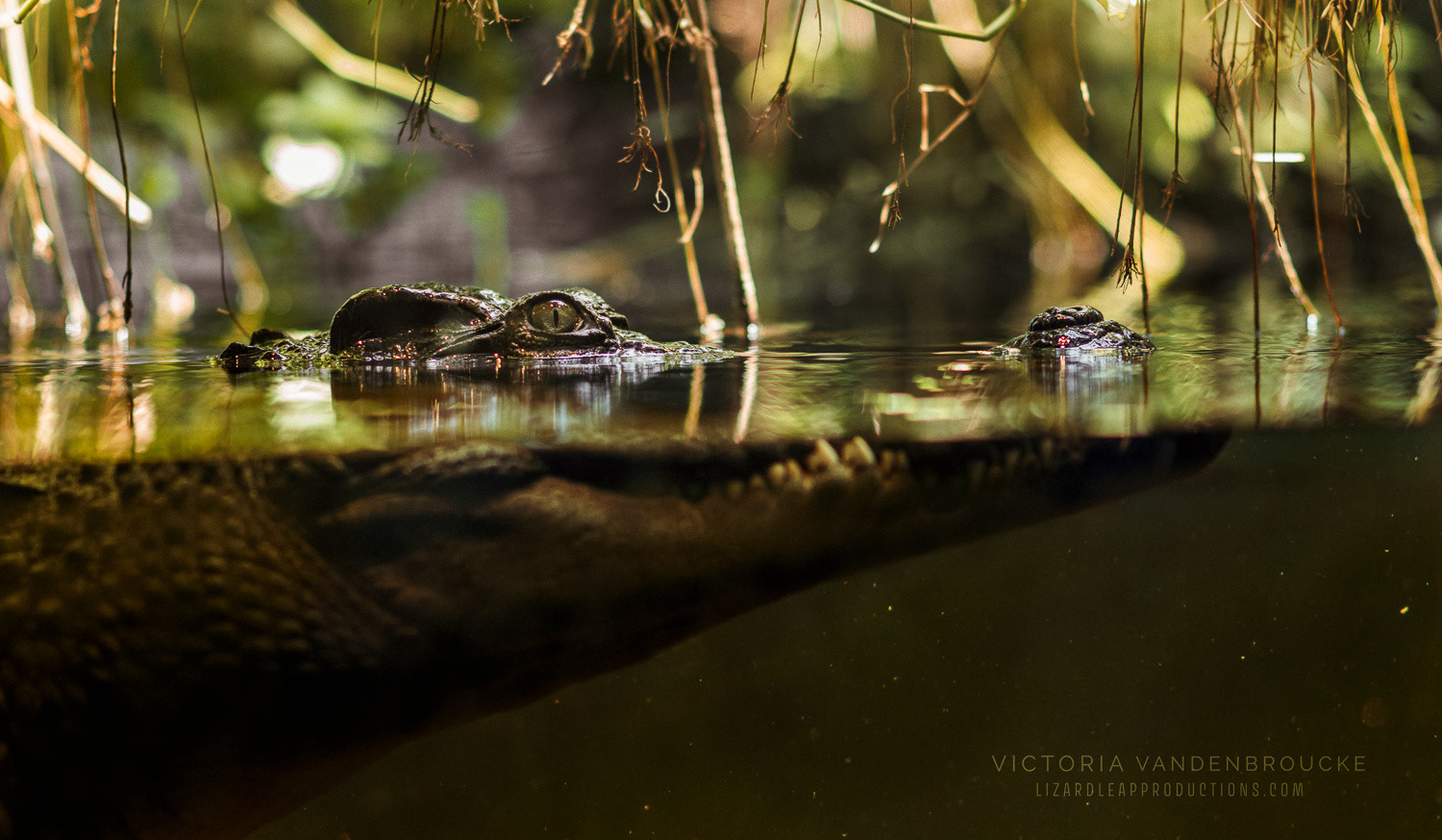 © Victoria Vandenbroucke, All Rights Reserved