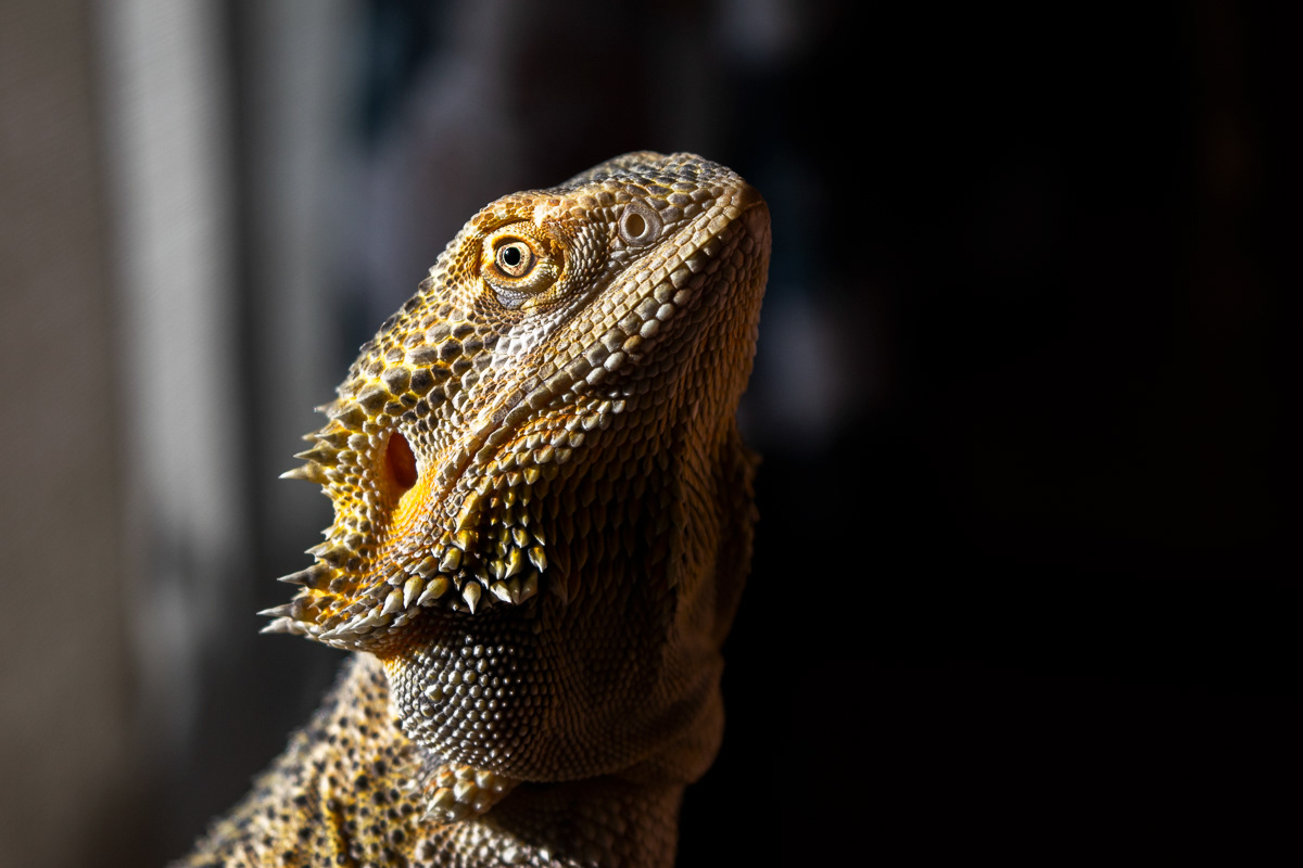 © Victoria Vandenbroucke, All Rights Reserved