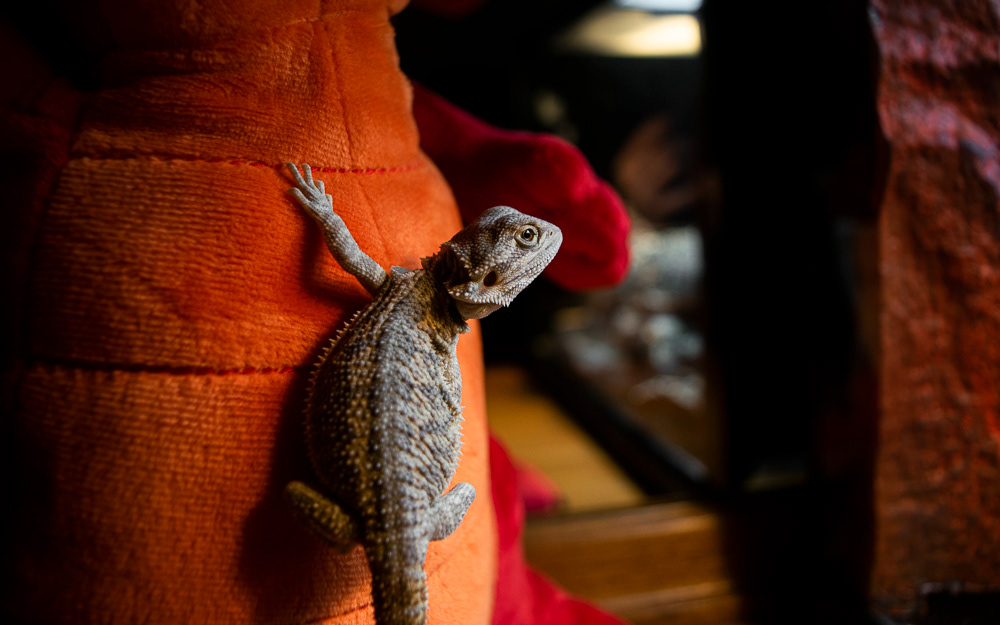 © Victoria Vandenbroucke, All Rights Reserved