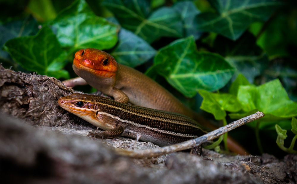 © Victoria Vandenbroucke, All Rights Reserved