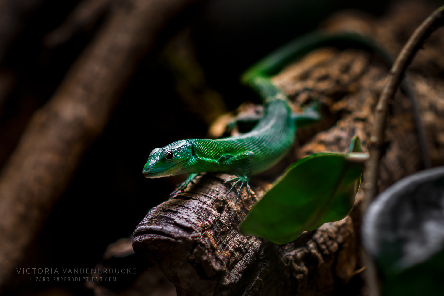 © Victoria Vandenbroucke, All Rights Reserved