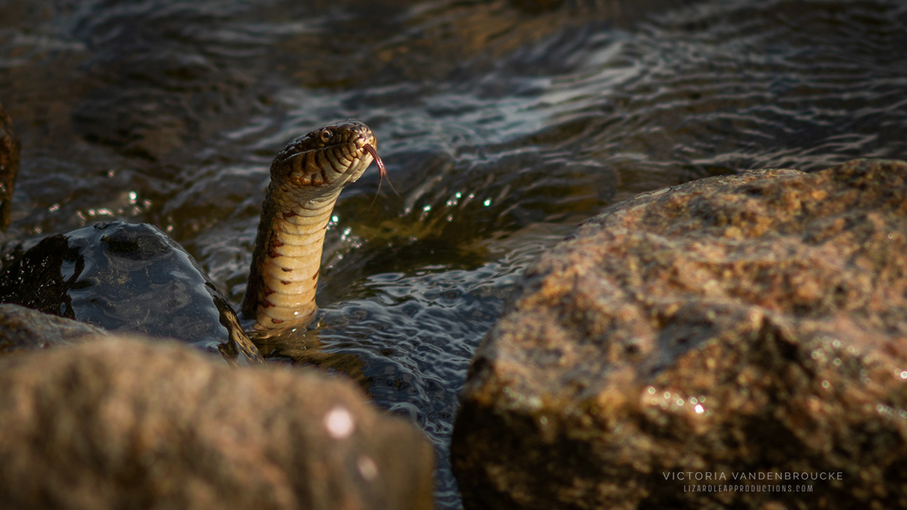 © Victoria Vandenbroucke, All Rights Reserved