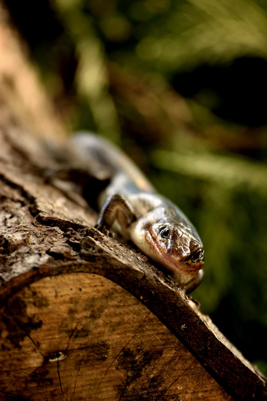 © Victoria Vandenbroucke, All Rights Reserved