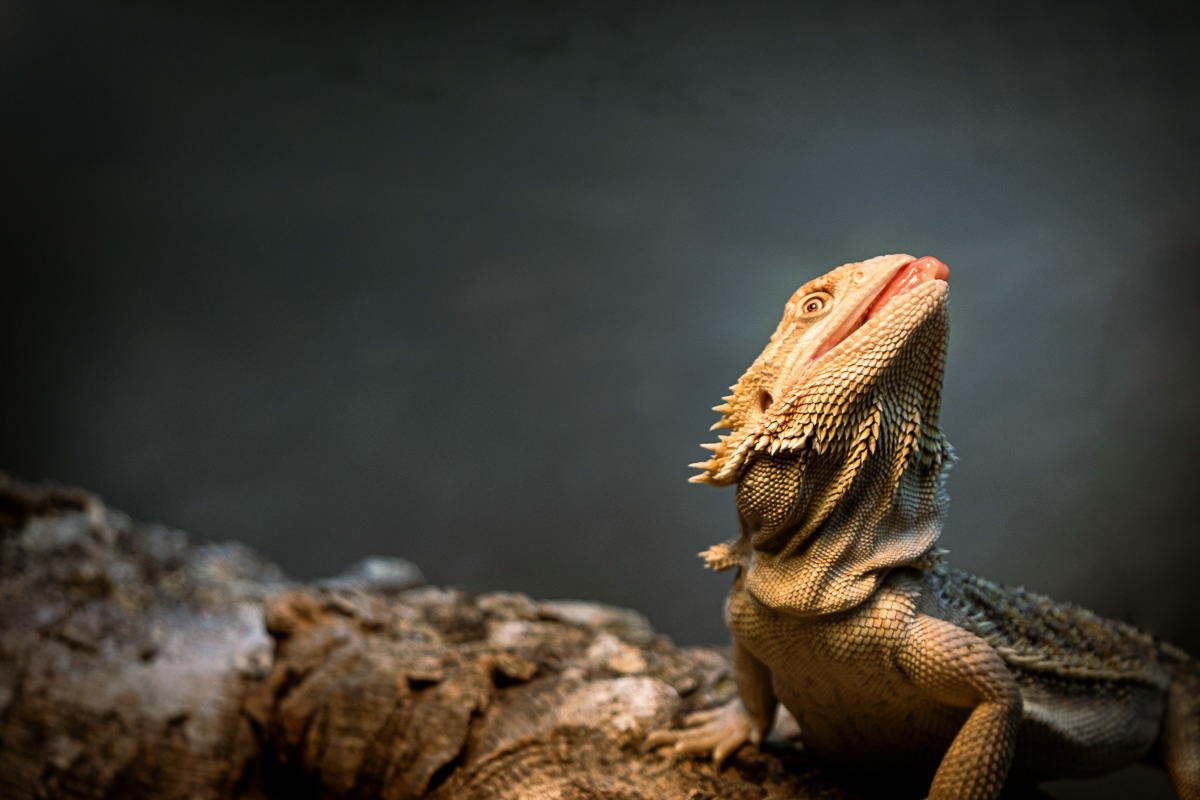 © Victoria Vandenbroucke, All Rights Reserved