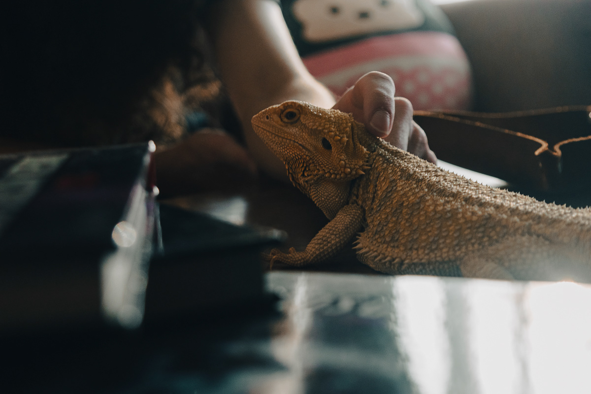 © Victoria Vandenbroucke, All Rights Reserved