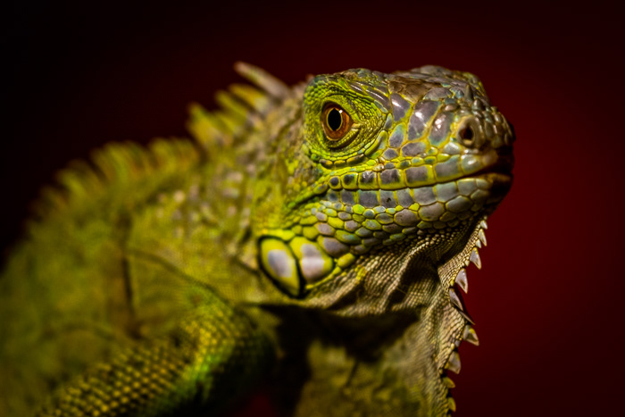 © Victoria Vandenbroucke, All Rights Reserved