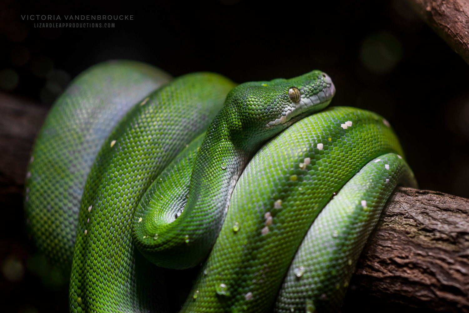 © Victoria Vandenbroucke, All Rights Reserved