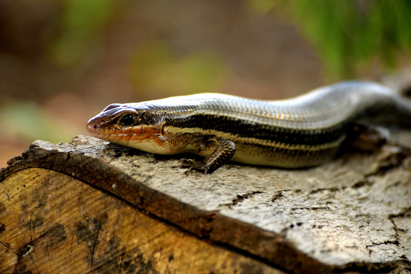 © Victoria Vandenbroucke, All Rights Reserved