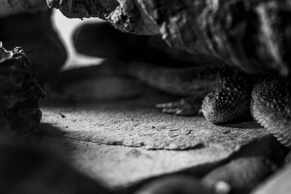 © Victoria Vandenbroucke, All Rights Reserved