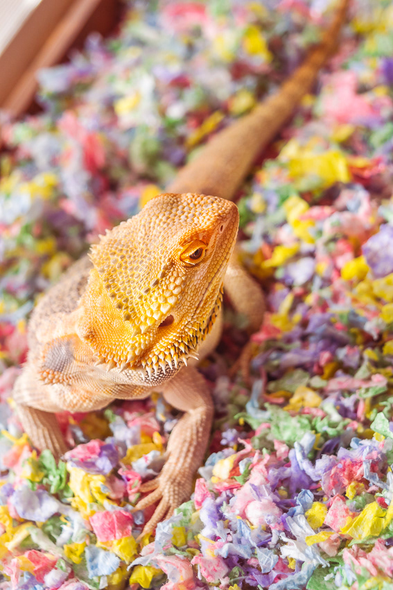 © Victoria Vandenbroucke, All Rights Reserved