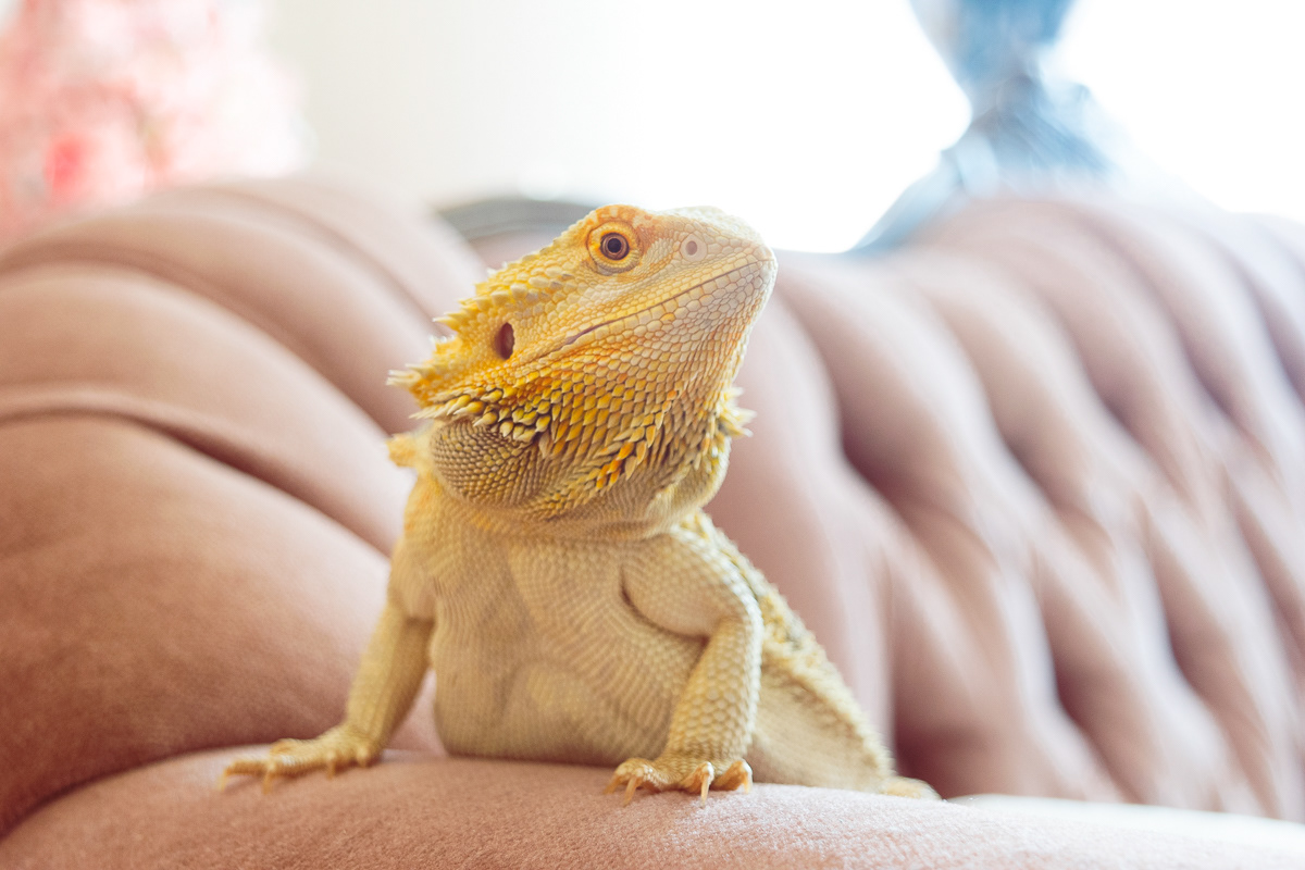 © Victoria Vandenbroucke, All Rights Reserved