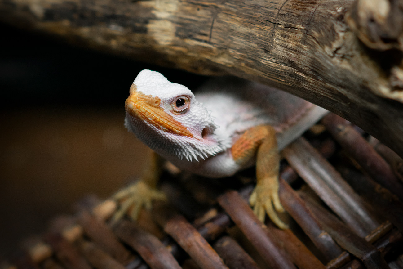 © Victoria Vandenbroucke, All Rights Reserved