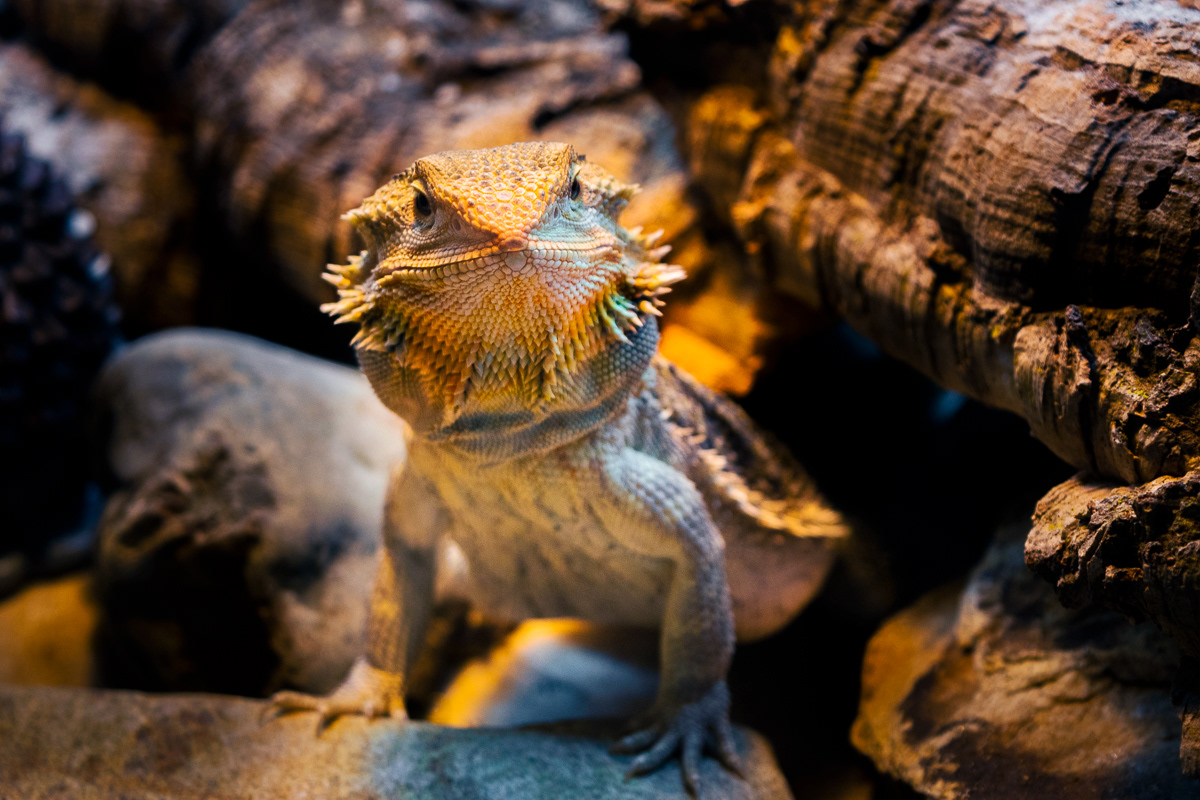 © Victoria Vandenbroucke, All Rights Reserved