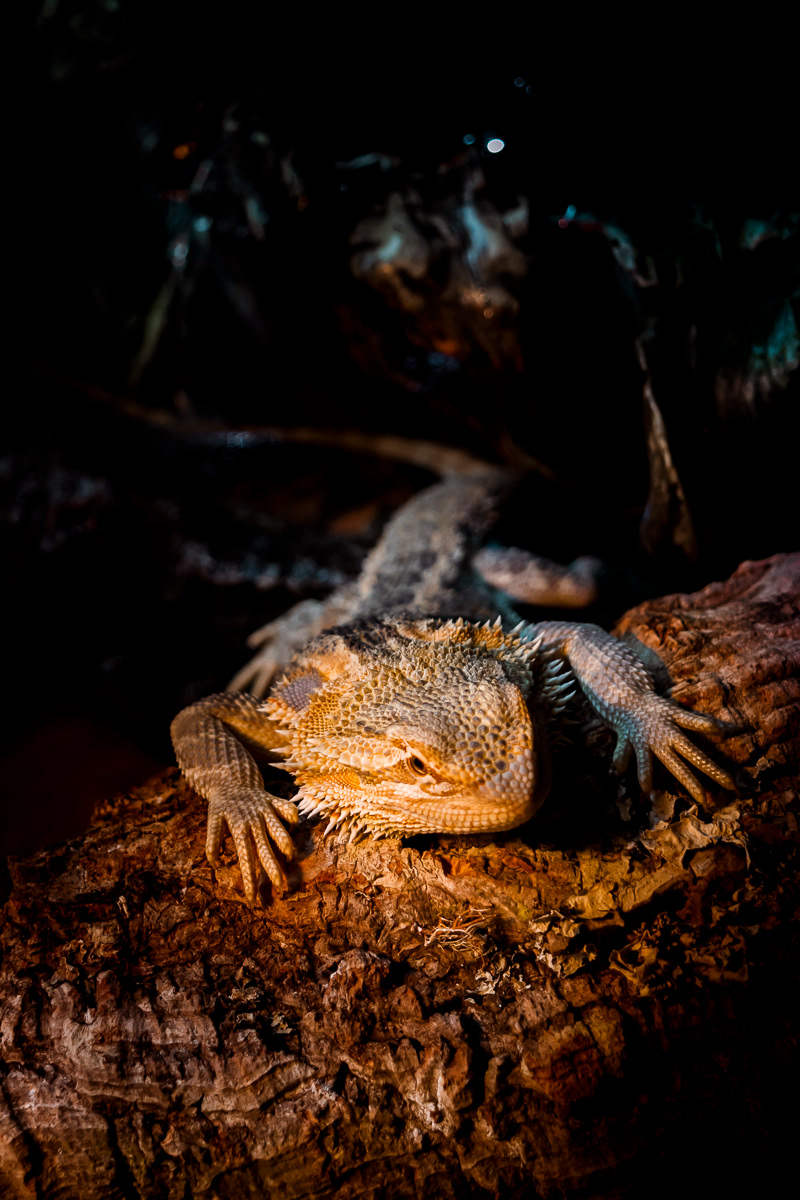 © Victoria Vandenbroucke, All Rights Reserved