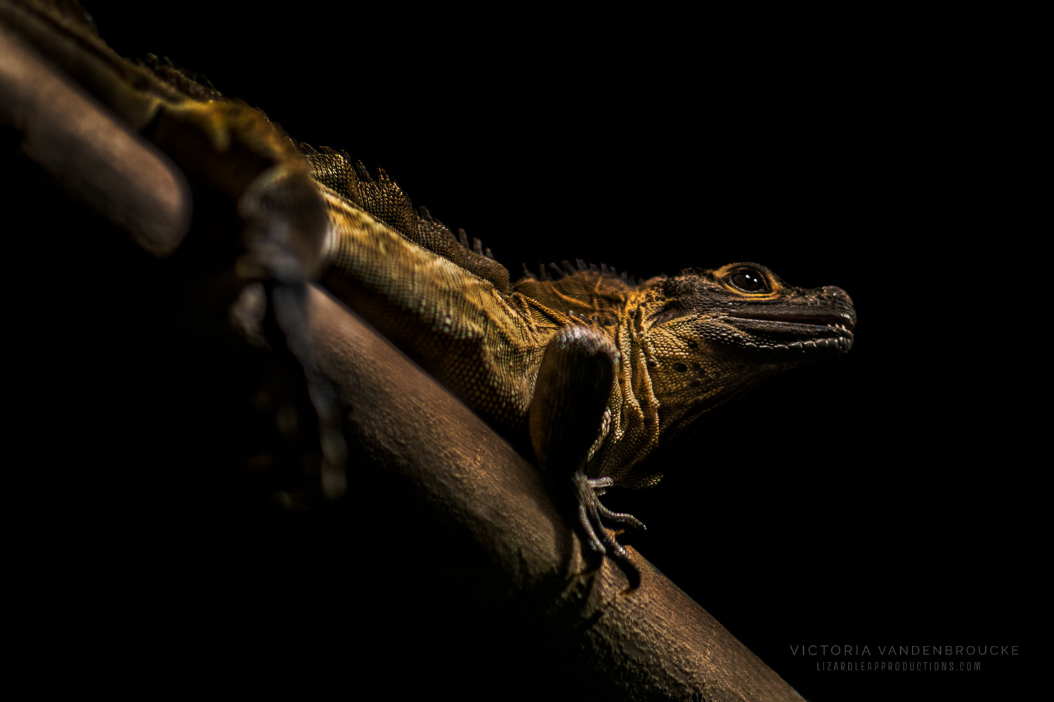 © Victoria Vandenbroucke, All Rights Reserved