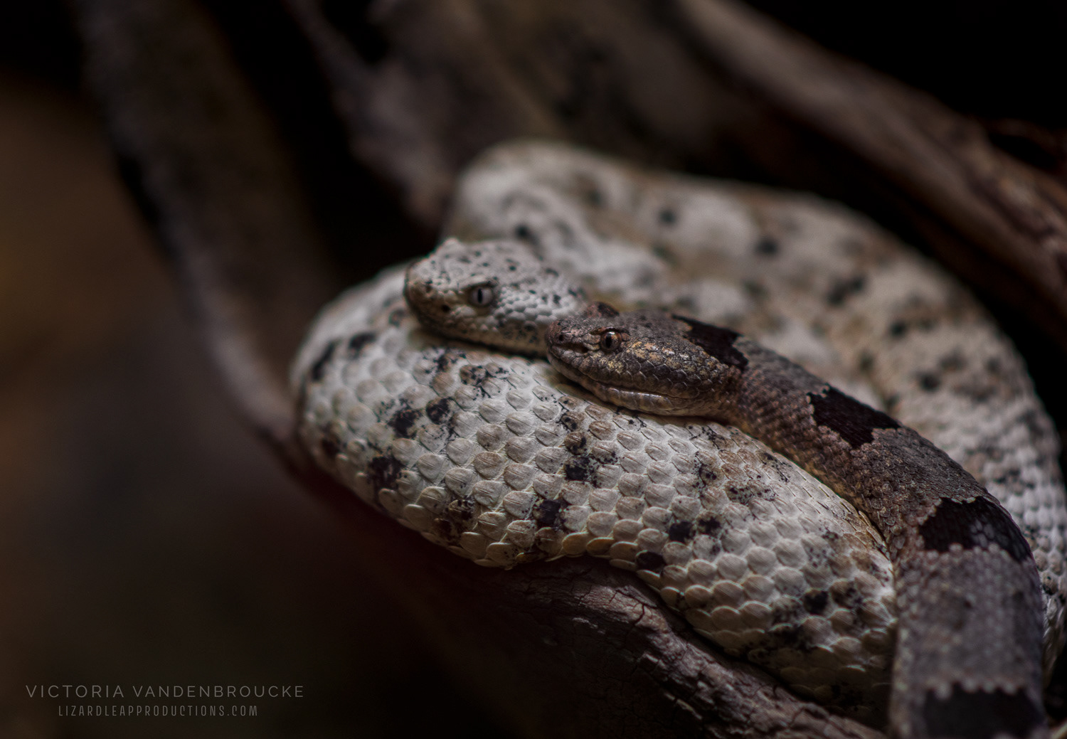 © Victoria Vandenbroucke, All Rights Reserved