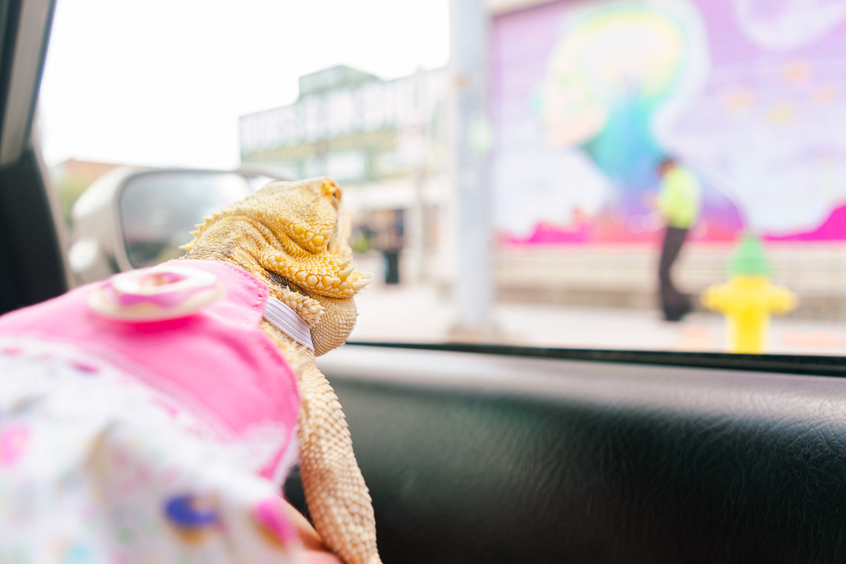 © Victoria Vandenbroucke, All Rights Reserved