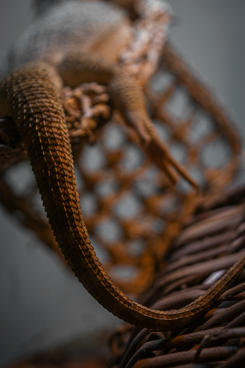 © Victoria Vandenbroucke, All Rights Reserved