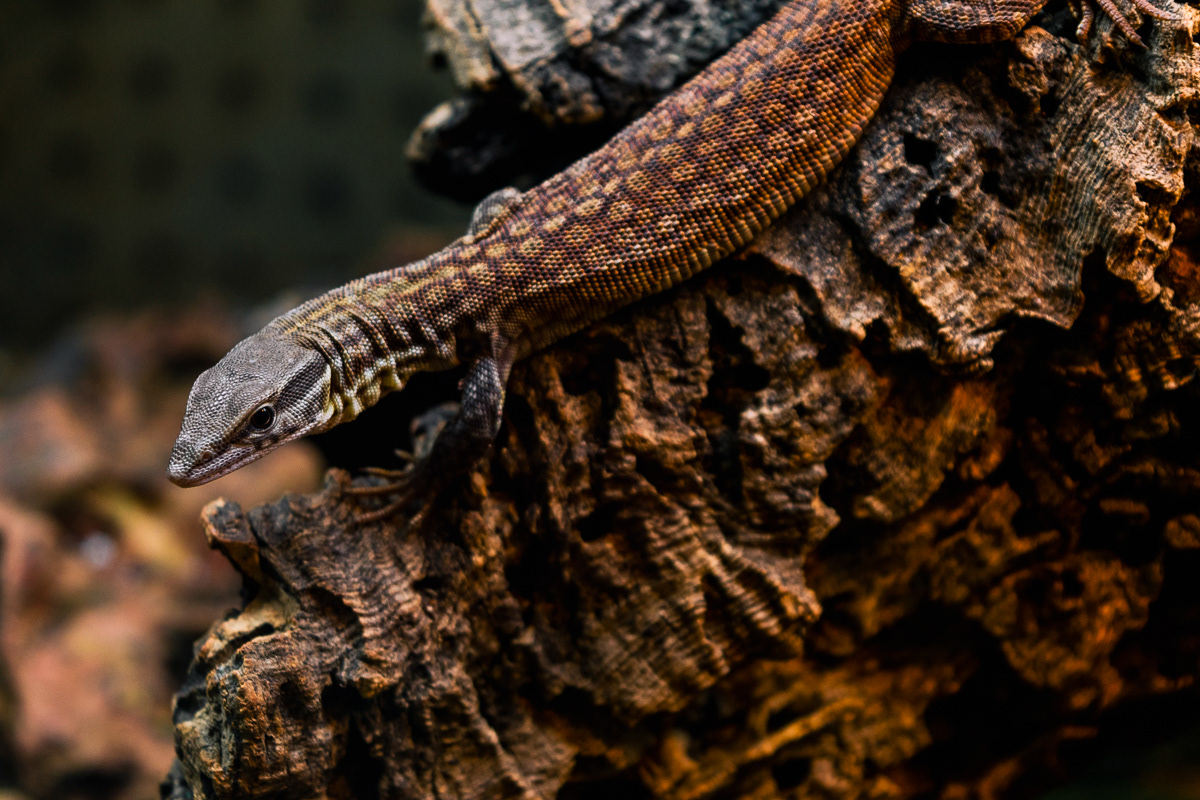 © Victoria Vandenbroucke, All Rights Reserved