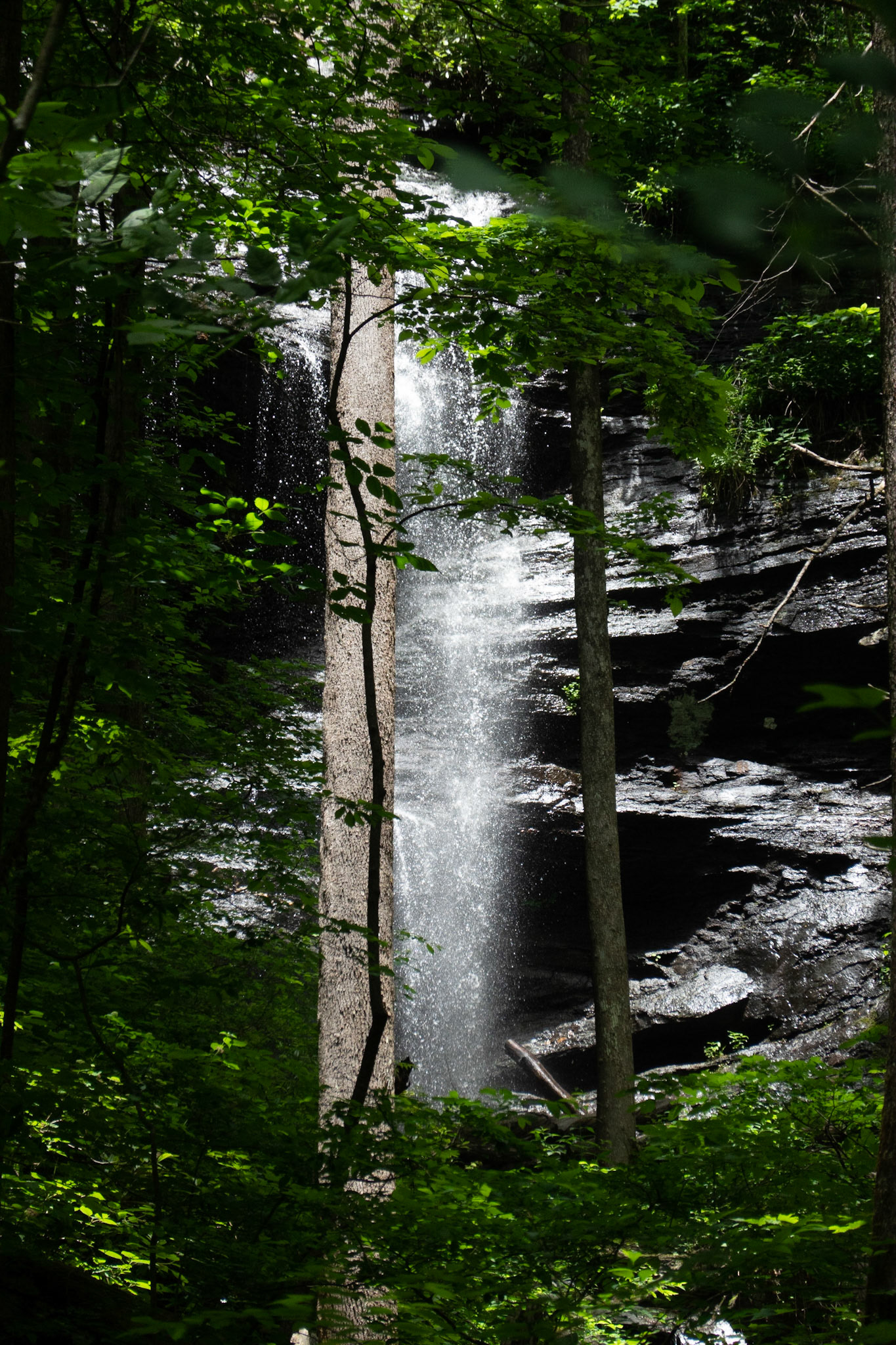 Pisgah Nationa Forest