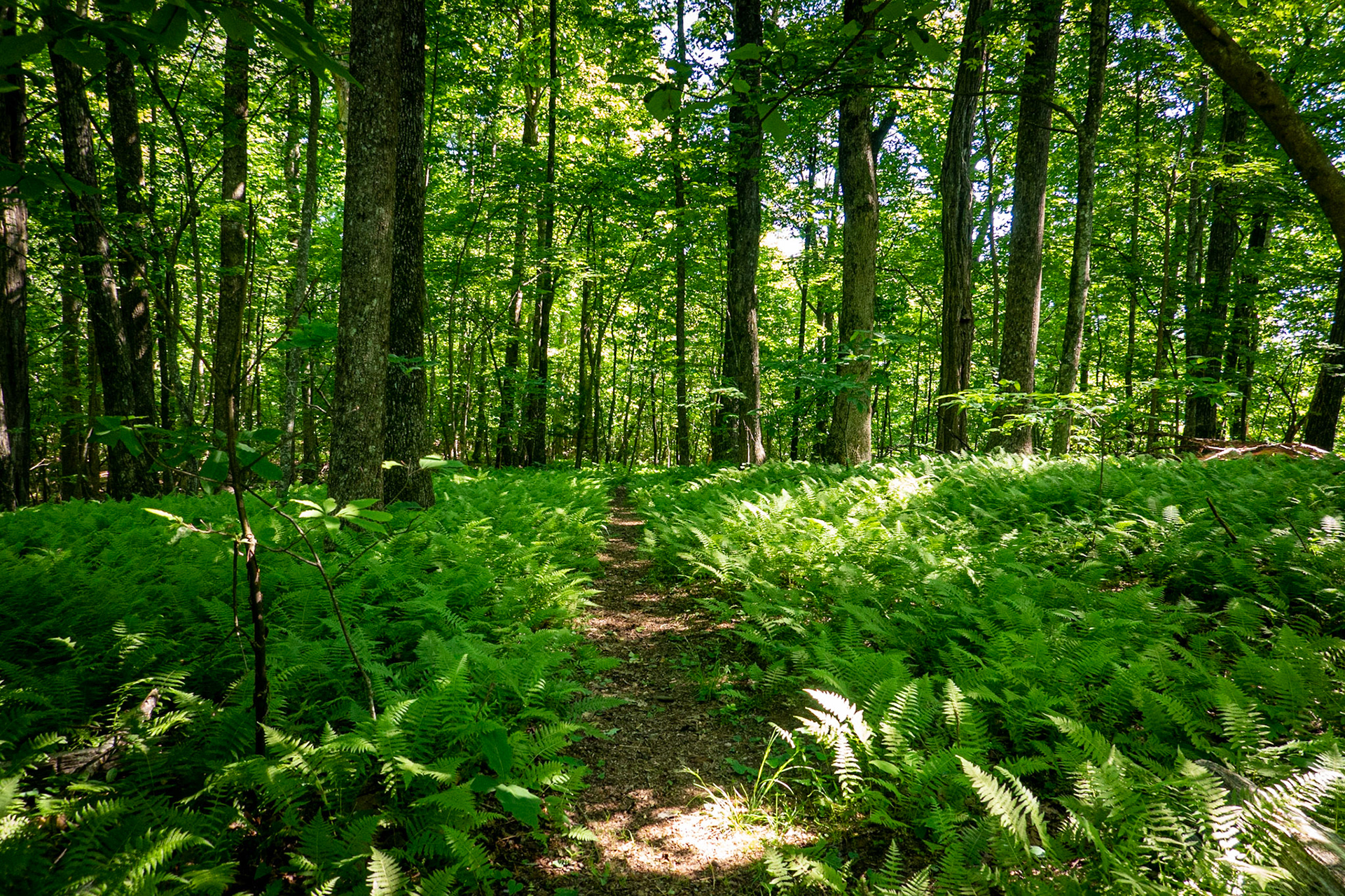 Trail in Sherwood Forest