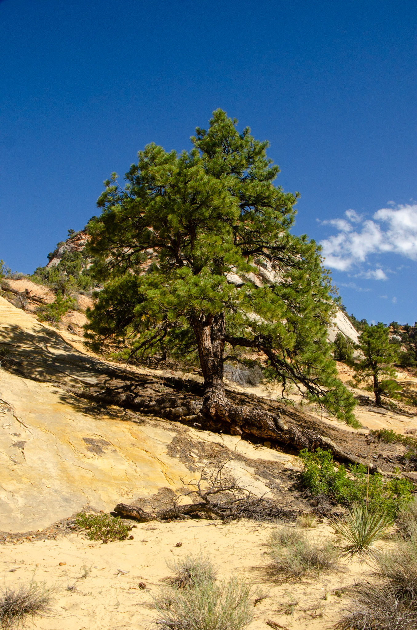 Zion National Park