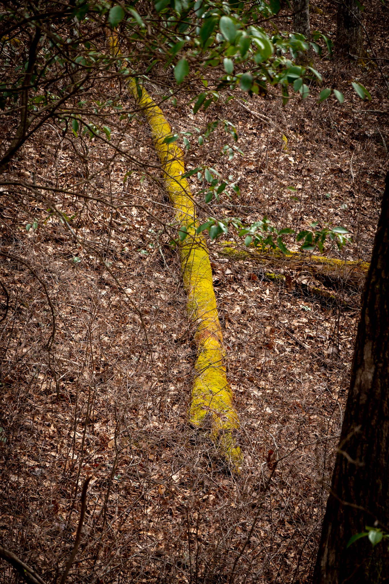 Sherwood Forest, NC