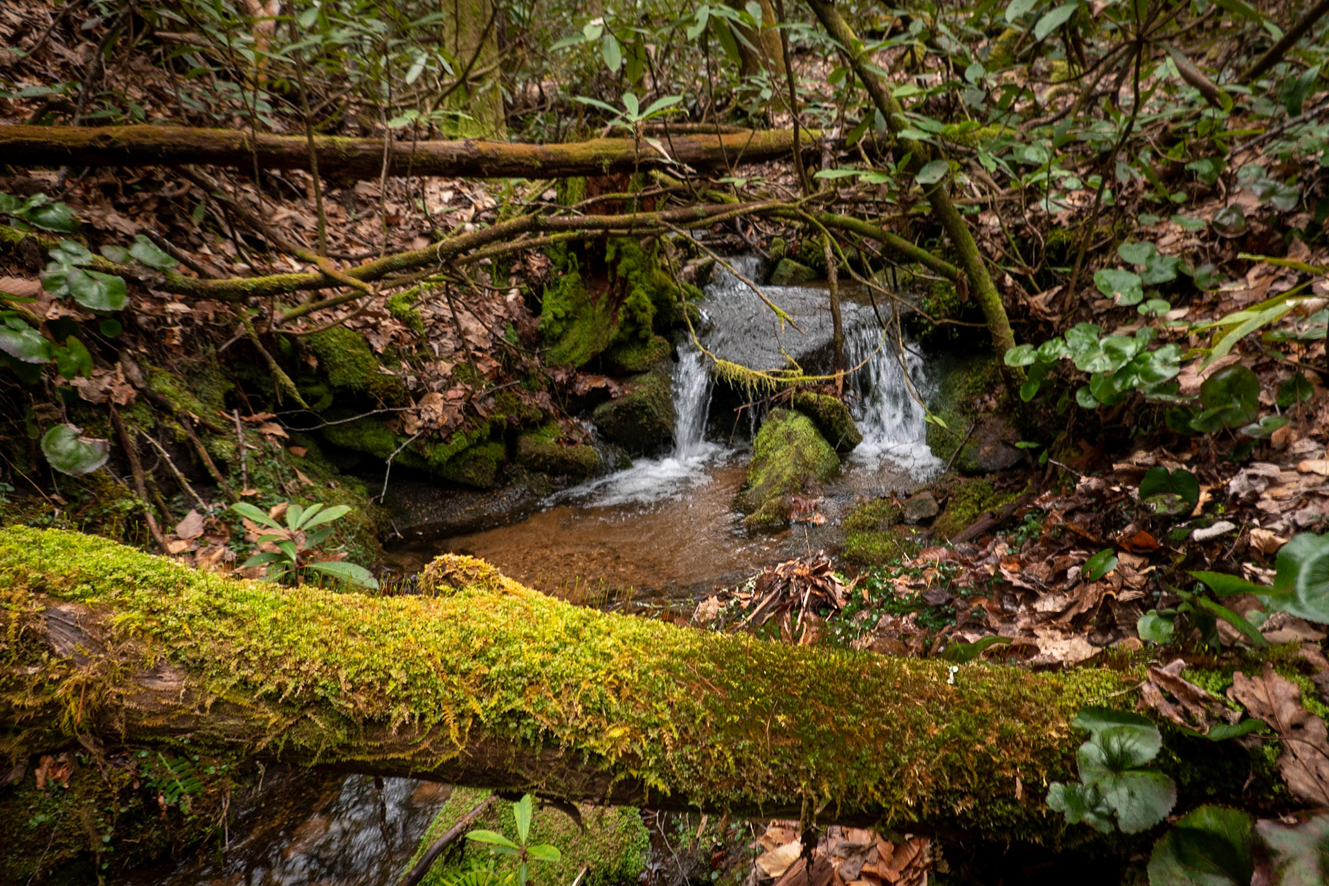 Sherwood Forest, NC