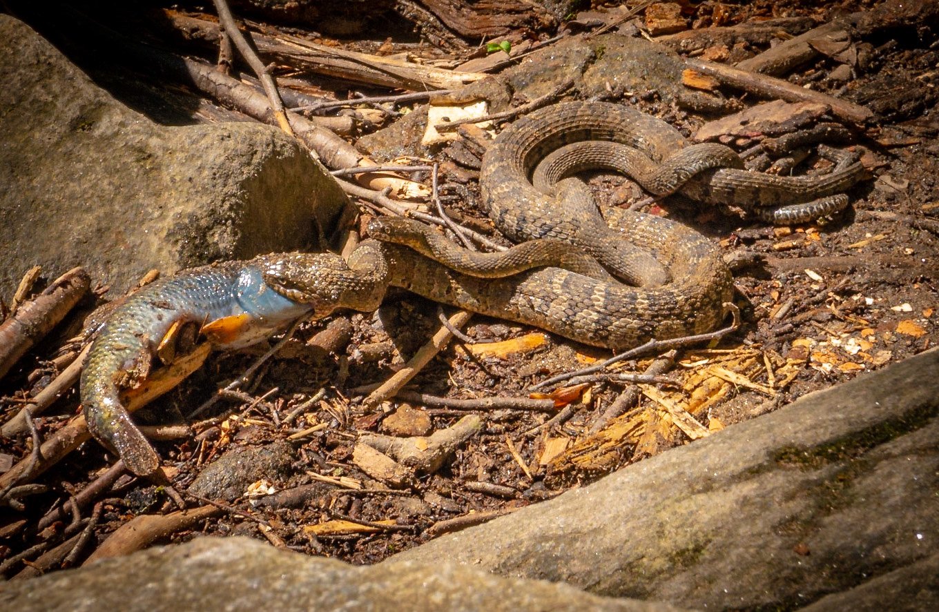 Water snake eating a fish with a baby snake on its back.
