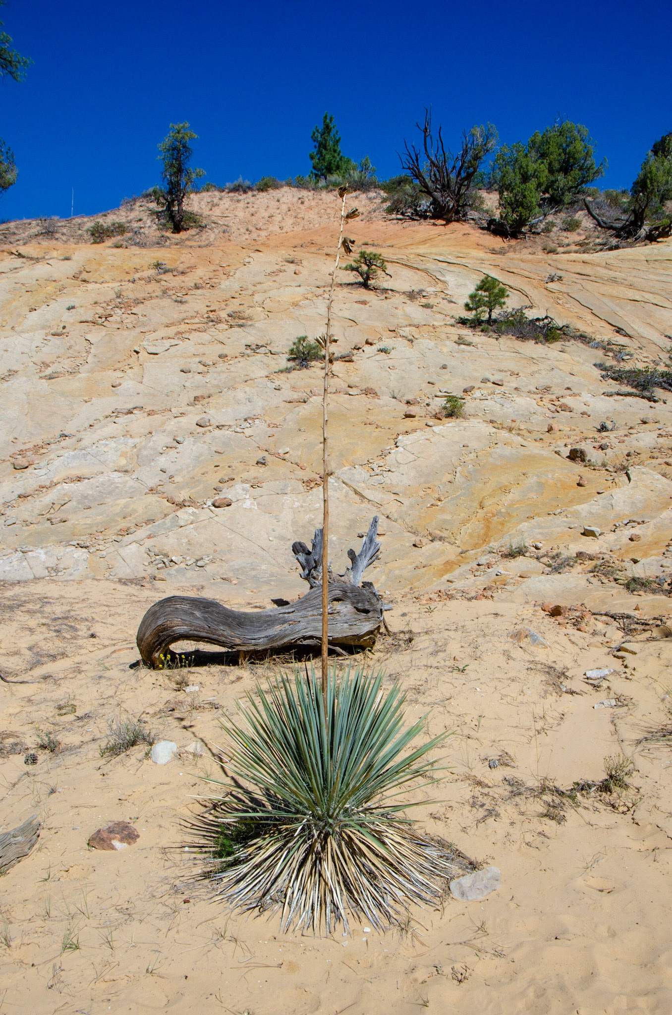 Zion National Park