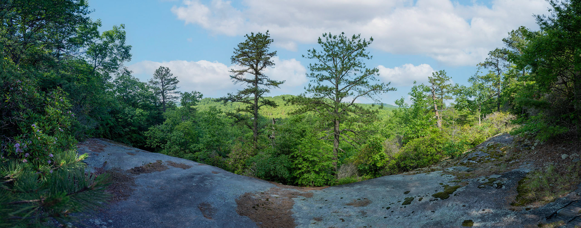 View in Sherwood Forest