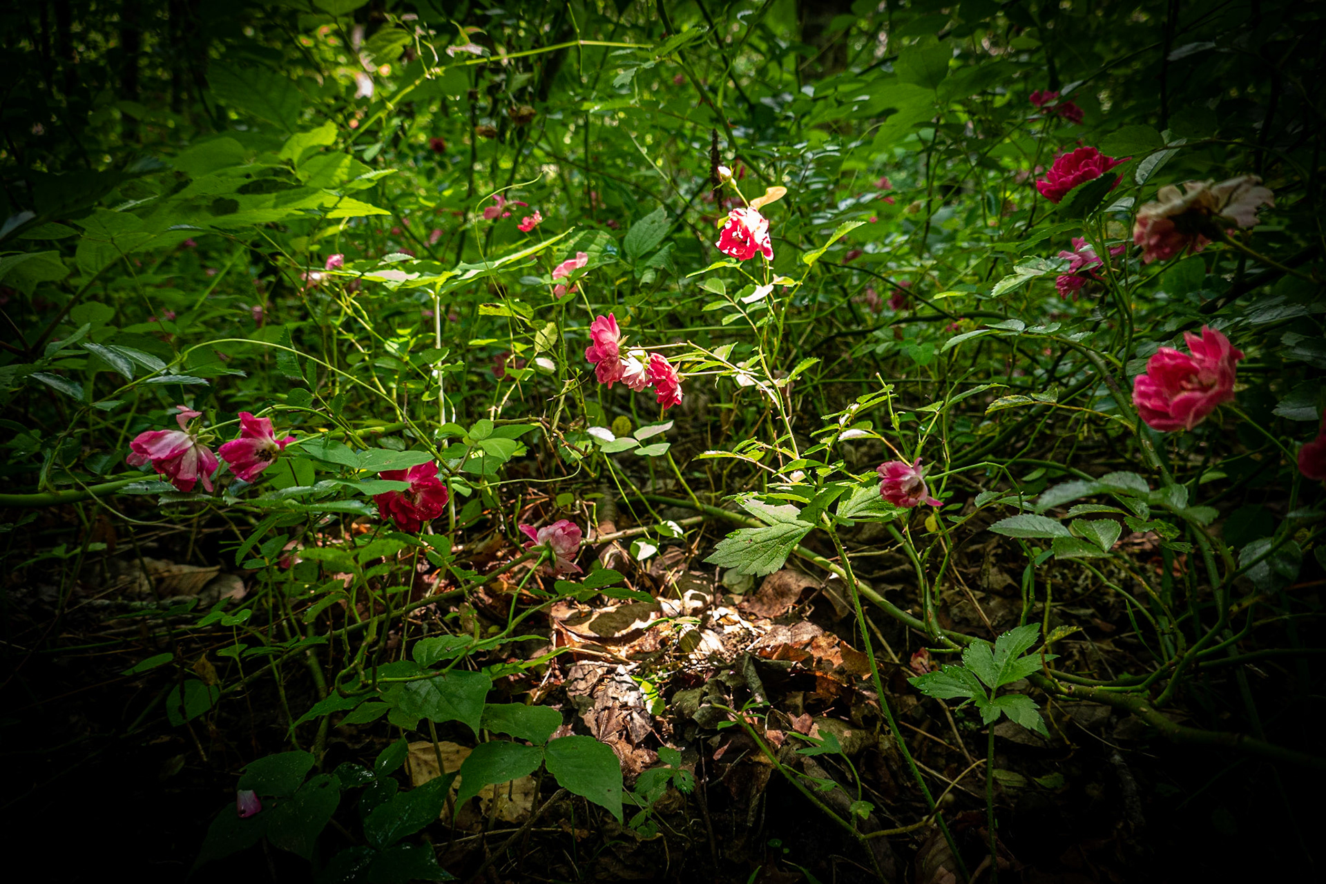 Wild Roses