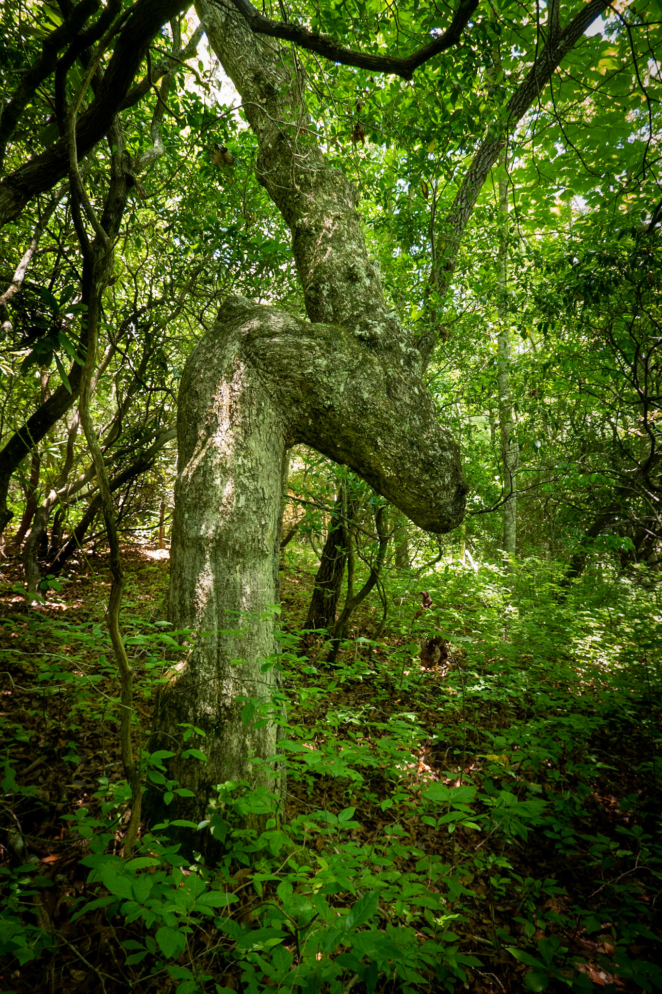 Indian Trail Marker Tree in Sherwood Forest North Carolina.