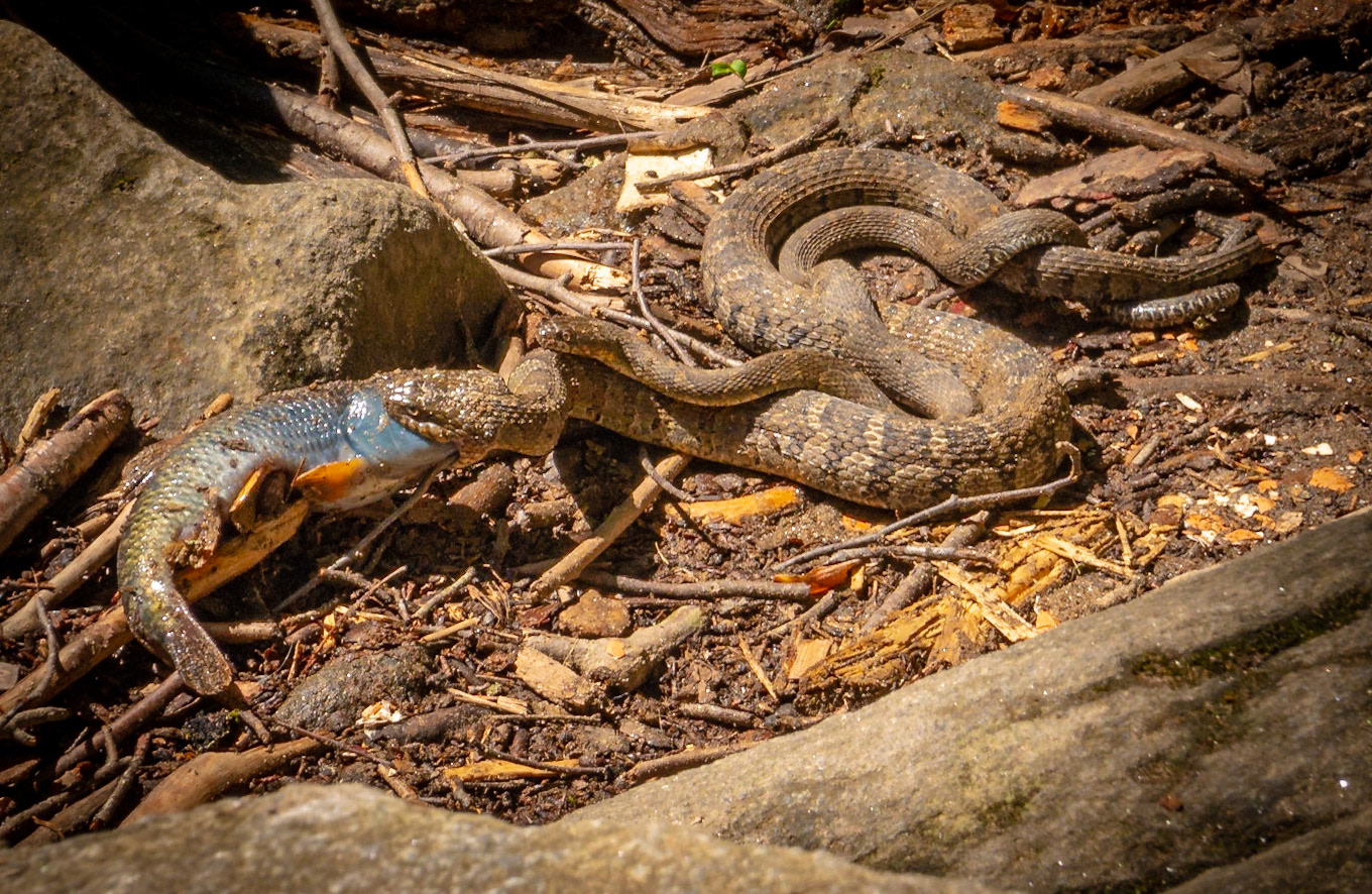 Water Snake eating fish with young fish on it's back.