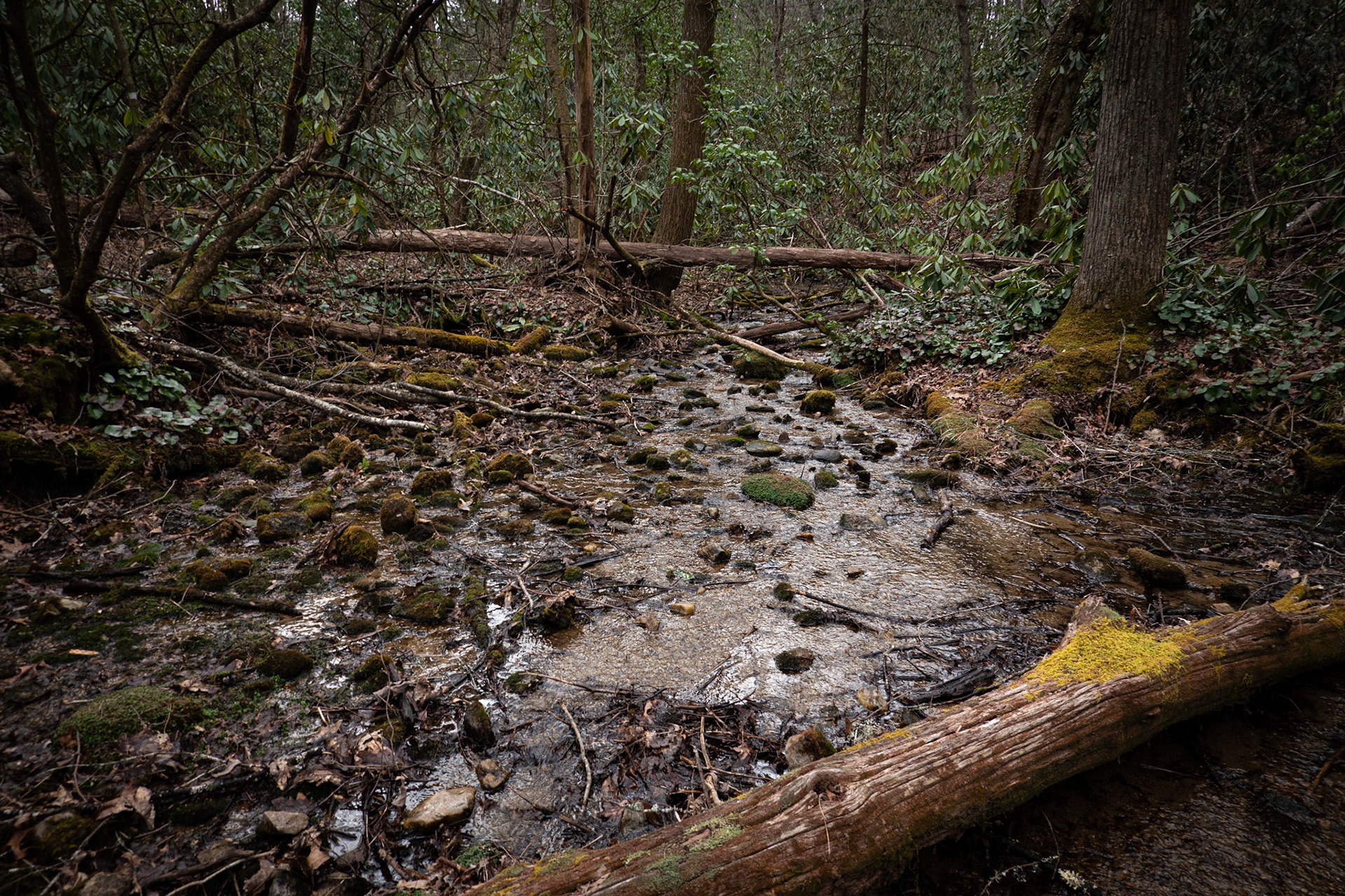 Sherwood Forest, NC