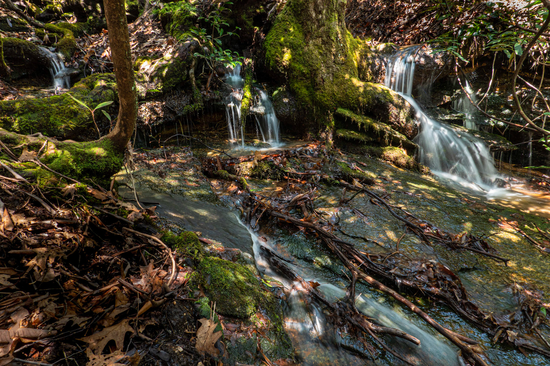Sherwood Forest, NC