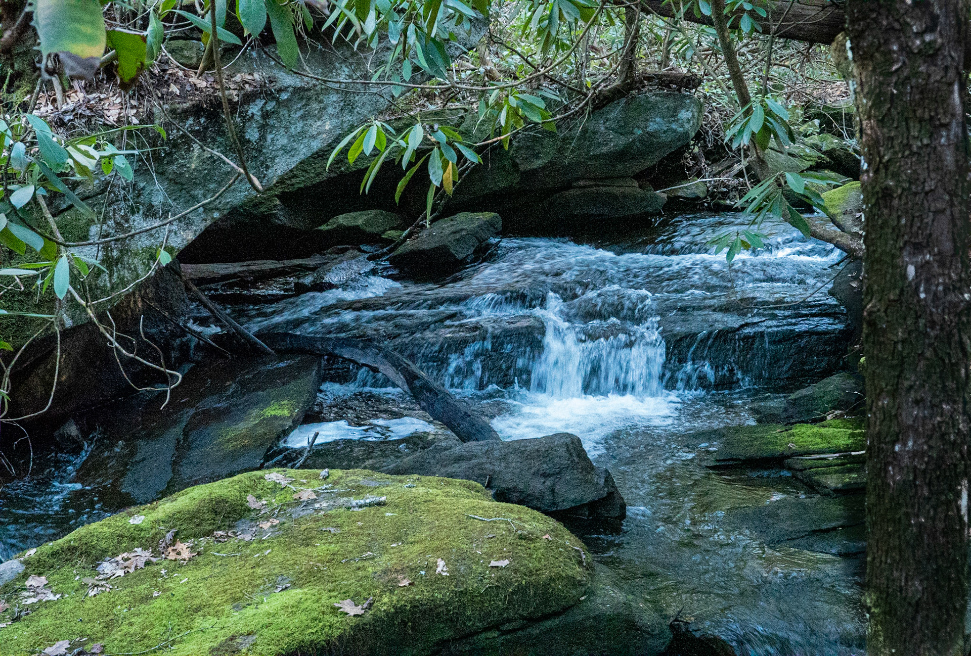 Sherwood Forest, NC